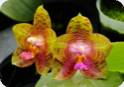 Phal. Freyas Dragonscale